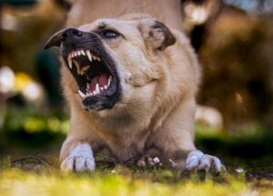 A dog crouching down and baring its teeth