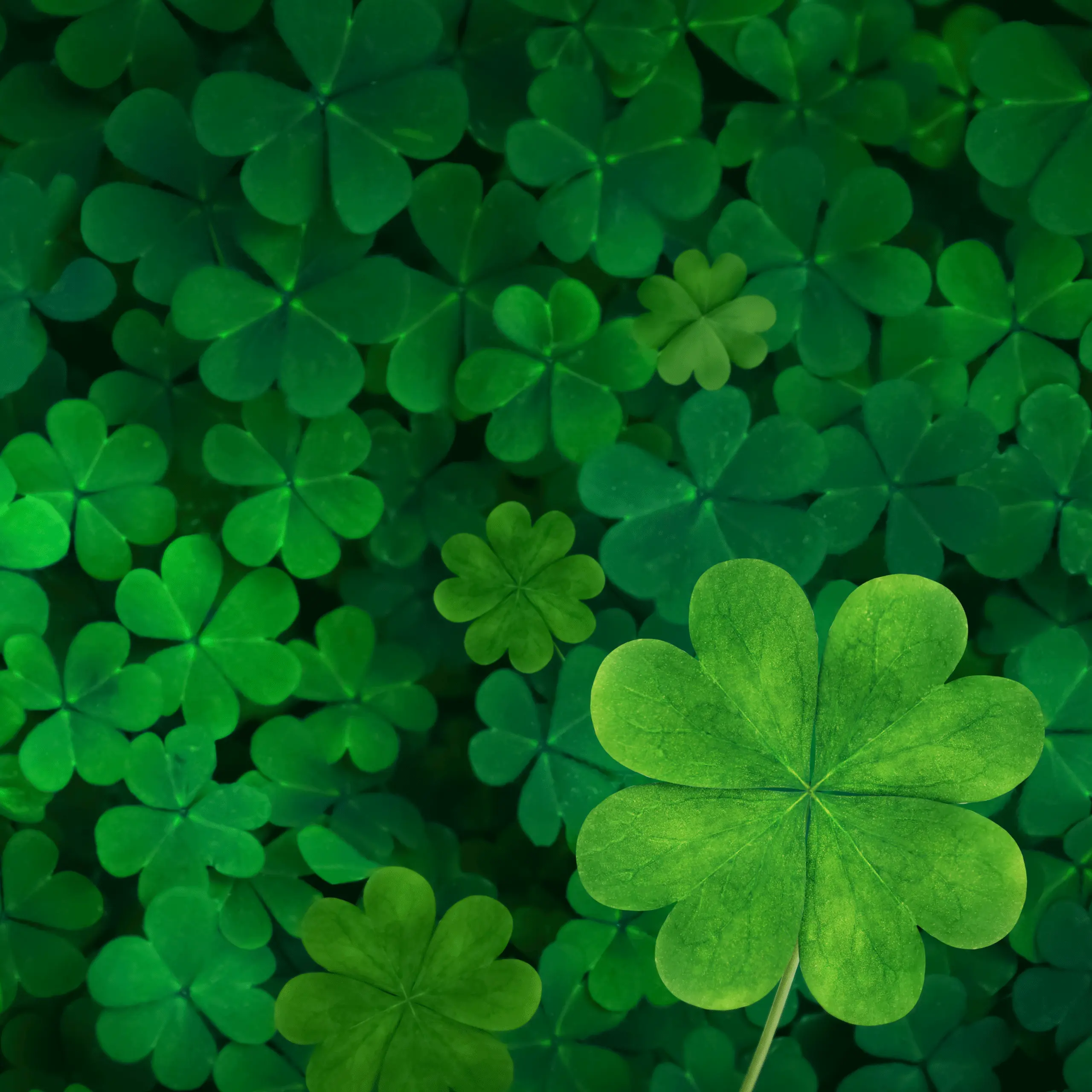 Dense cluster of vibrant green shamrocks with varying sizes and shades of green.