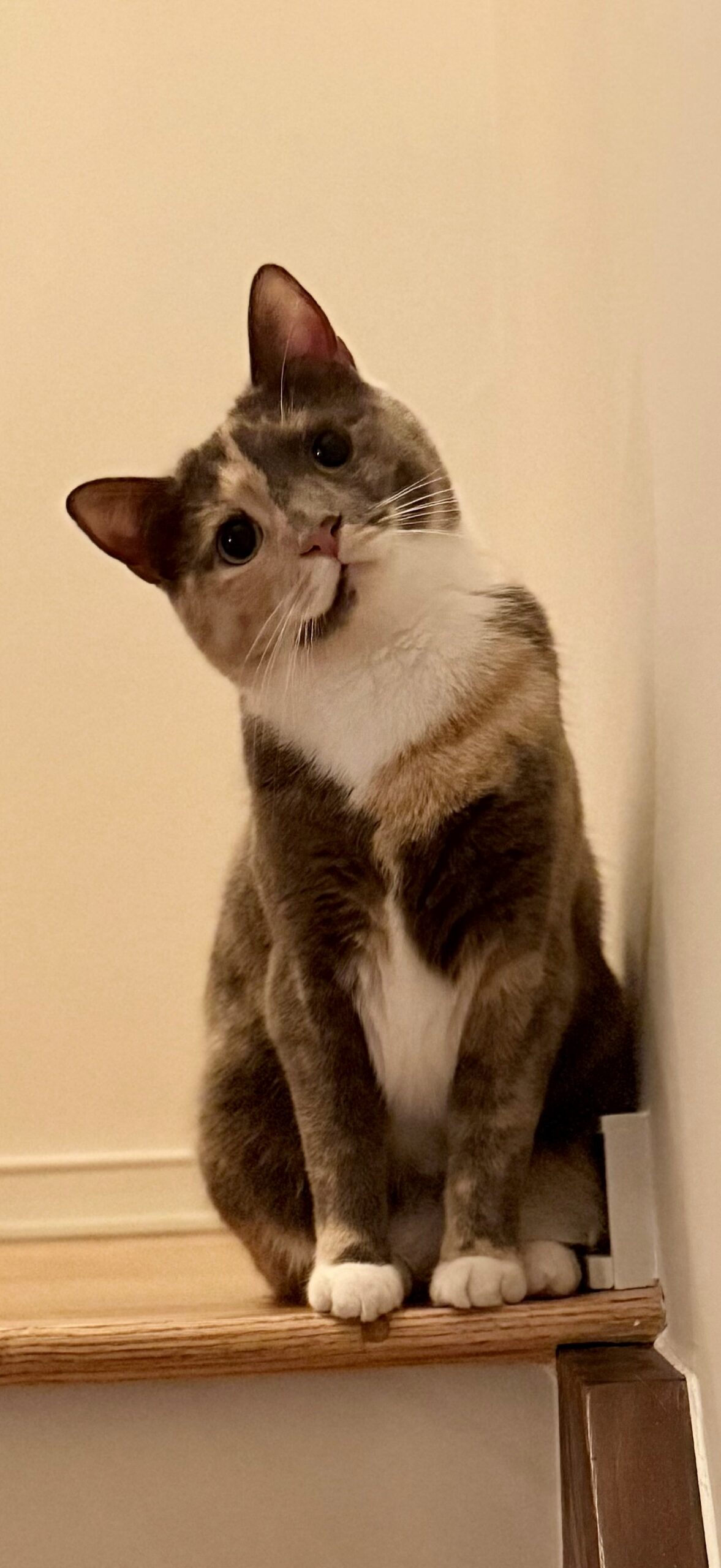 Gray and cream cat sitting on a wooden stair, tilting its head curiously against a light wall.