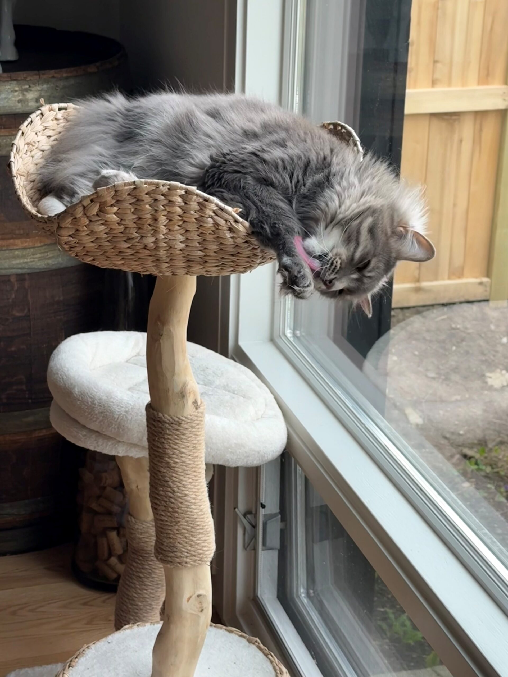 Gray cat lounging on a woven perch, grooming its paw near a window with wooden fence outside.