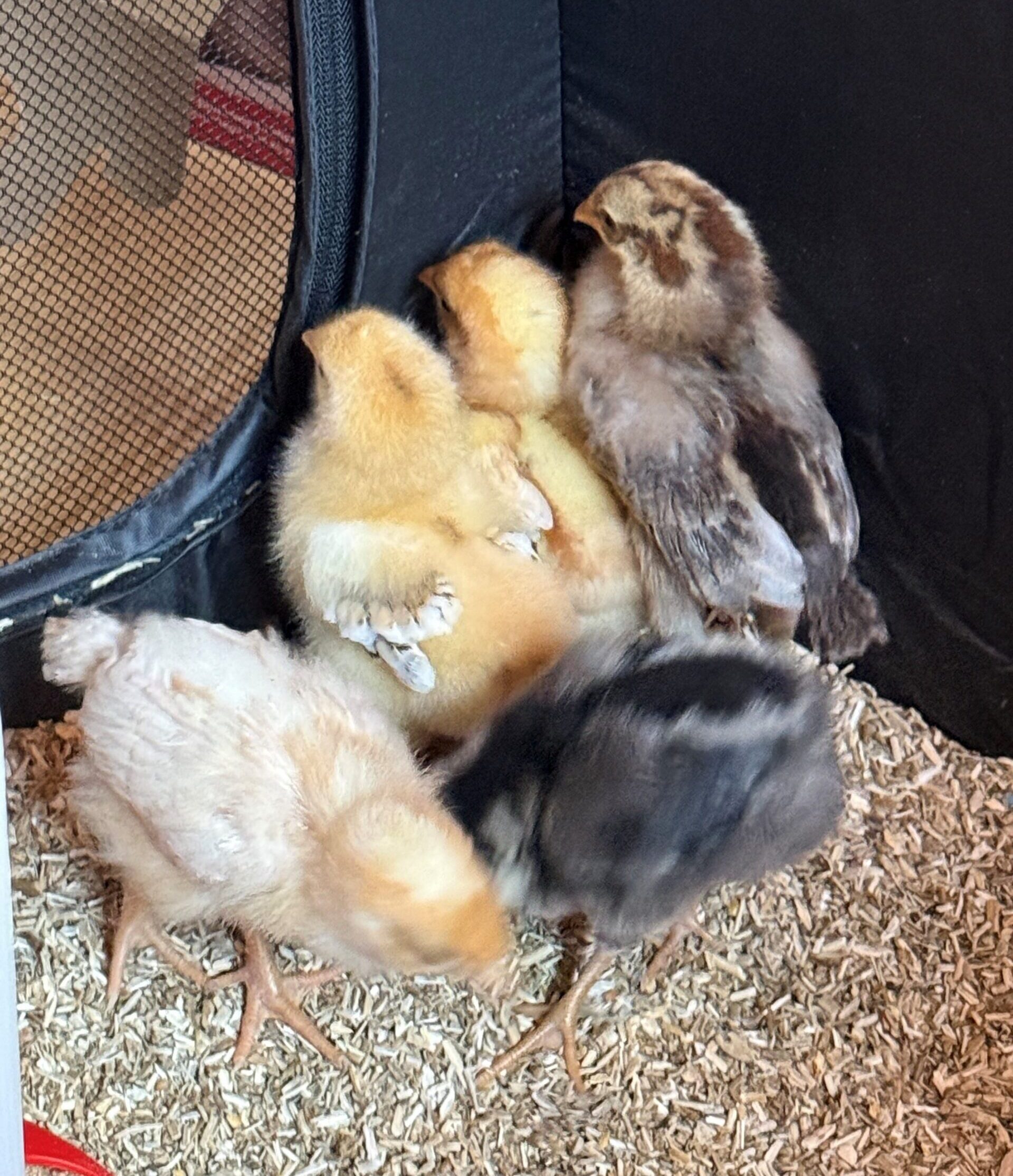 Four chicks in varying colors—yellow, brown, and black—huddle together on a bed of straw near a mesh enclosure.
