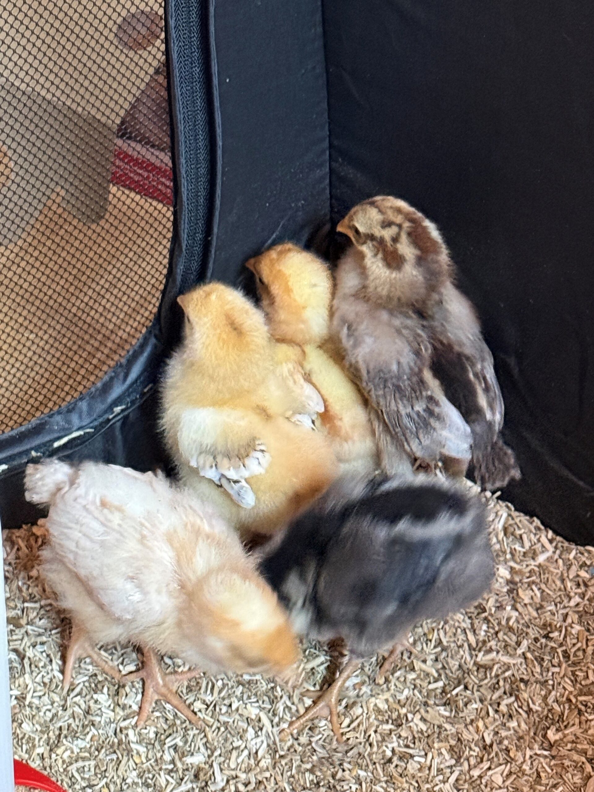 Four chicks in varying colors—yellow, brown, and black—huddle together on a bed of straw near a mesh enclosure.