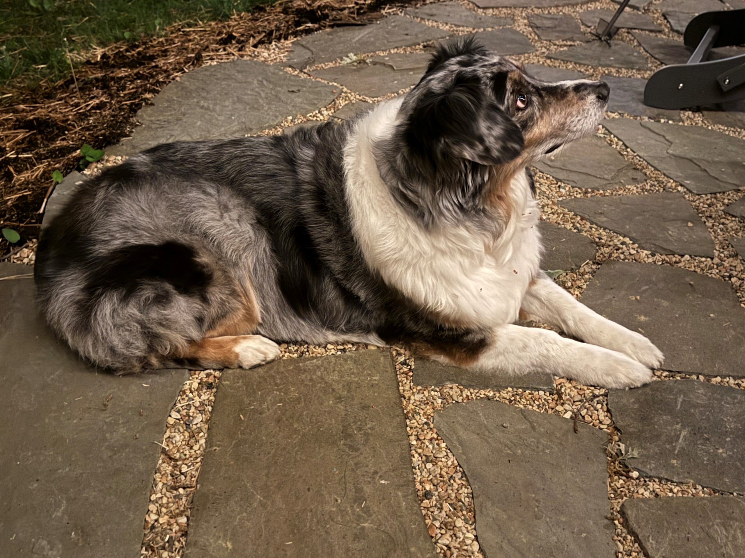 A fluffy, blue merle Australian Shepherd lying on a stone patio, looking attentively to the side.