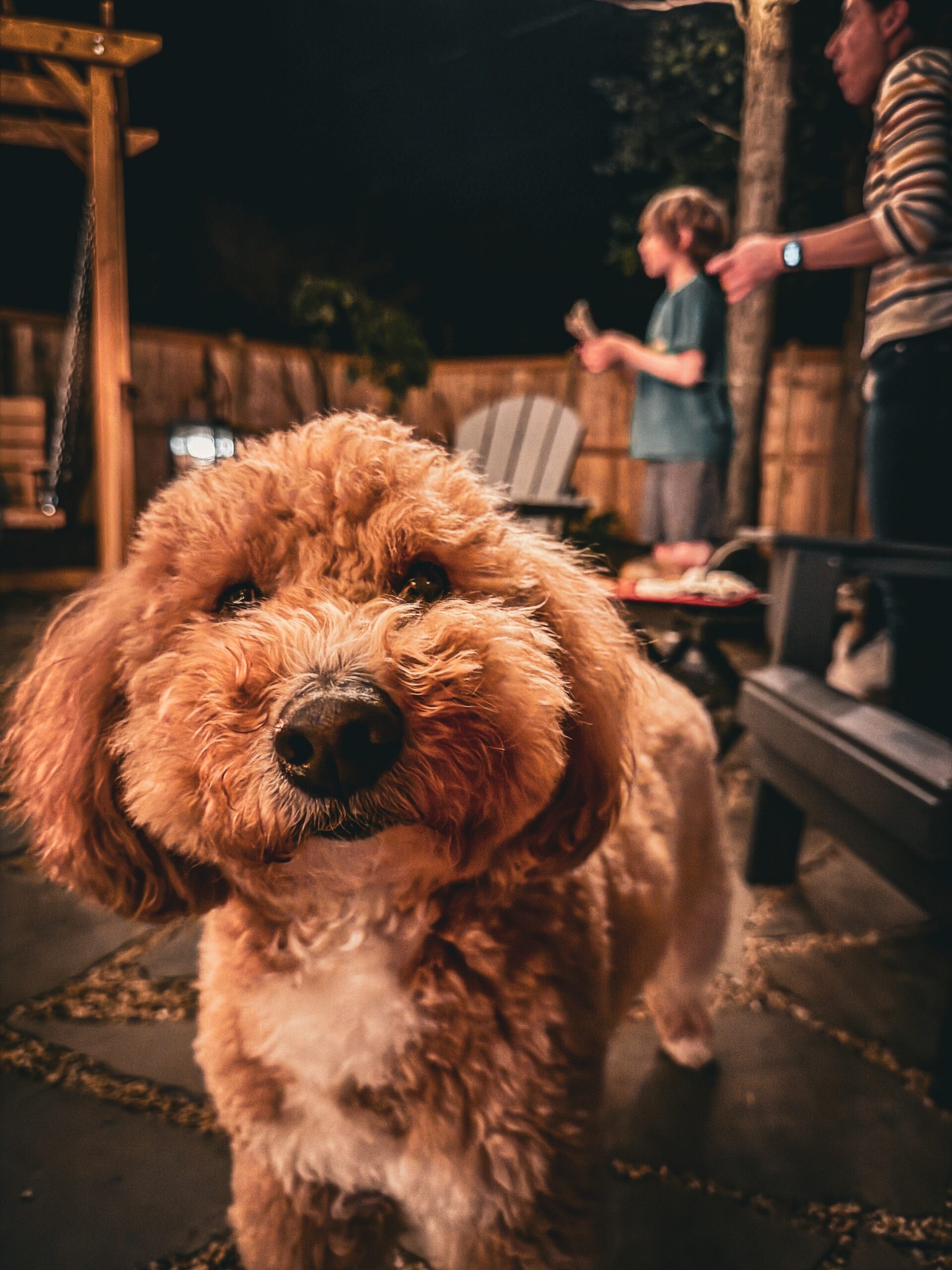 Fluffy golden dog in a backyard at night, with a child and adult in the background near a swing set.